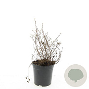 Potentilla f. 'Kobold' 25 cm 2,5L
