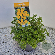 Potentilla f. 'Kobold' 25 cm 2,5L