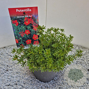 Potentilla f. 'Red Ace' 25 cm 2,5L