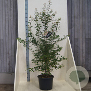 Prunus 'The Bride' 150-175 cm 20L meerstammig
