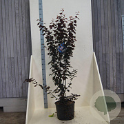 Prunus cer. 'Nigra' 150-175 cm 20L meerstammig