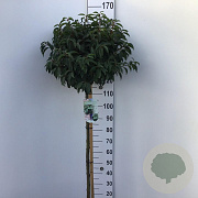 Prunus l. 'Angustifolia' 120 cm stam 10L