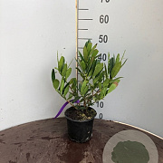 Prunus l. 'Otto Luyken' 25-30 cm 2,5L