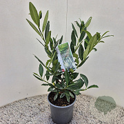 Prunus l. 'Otto Luyken' 25-30 cm 2,5L