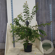 Prunus 'Mieke' 150-175 cm 20L meerstammig