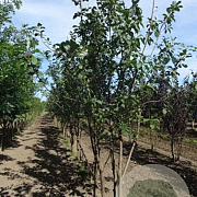 Prunus padus 300-350 cm draadkluit meerstammig