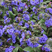 Pulmonaria 'Blue Ensign' GM P9