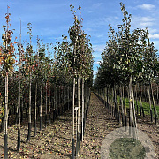Pyrus nivalis 12-14 HO draadkluit