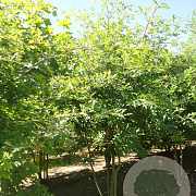 Quercus palustris 250-300 cm draadkluit meerstammig 350-400 diameter
