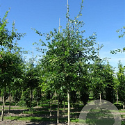 Quercus palustris 250-300 cm draadkluit meerstammig 350-400 diameter