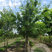 Quercus palustris 300-350 cm draadkluit meerstammig