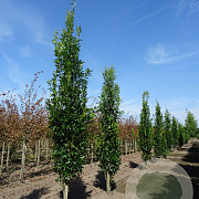 Quercus pal. Green Pillar 20-25 HO draadkluit