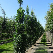 Quercus rob. 'Fastigiate Koster' 8-10 HO draadkluit geveerd