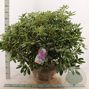 Rhododendron 'Catawb. Grandiflorum' 80-100 cm met kluit