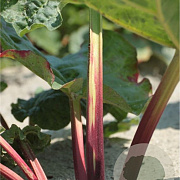 Rheum rhabarbarum GM P9 BIO