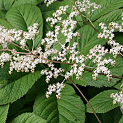 Rodgersia aesculifolia GM P9 BIO