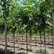 Robinia marg. Casque Rouge 10-12 HO draadkluit