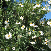 Romneya coulteri GM P9