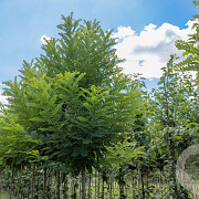 Robinia ps. 'Bessoniana' 14-16 HO draadkluit