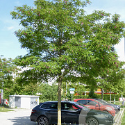 Robinia ps. 'Sandraudiga' 10-12 HO draadkluit
