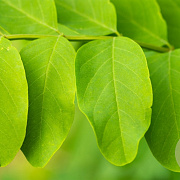 Robinia ps. 'Sandraudiga' 18-20 HO draadkluit