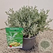 Santolina chamaecyparissus 20-25 cm 2,5L