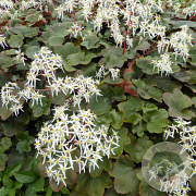 Saxifraga c. 'Wada' GM P9