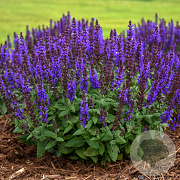 Salvia nem. 'Bumbleblue' GM P9