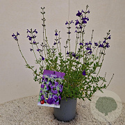 Salvia micr. 'Blue Monrovia' 30-40 cm 2,5L