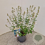 Salvia micr. 'Gletsjer' 30-40 cm 2,5L