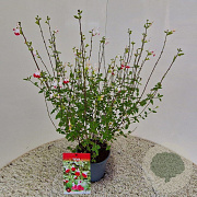 Salvia micr. 'Hot Lips' 30-40 cm 2,5L