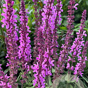 Salvia n. 'Katsjing' GM P9