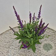 Salvia nem. 'Ostfriesland' 20-25 cm 2,5L