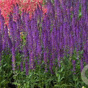 Salvia nem. 'Wesuwe' GM P9
