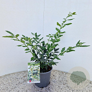 Sarcococca hookeriana 25-30 cm 2,5L