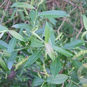 Salix triandra 250-300 cm draadkluit struik 175-200 diameter
