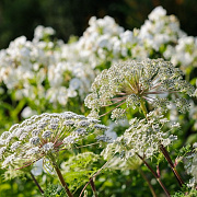 Selinum wallichianum GM P9 BIO