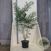 Styphnolobium japonicum 150-175 cm 20L meerstammig
