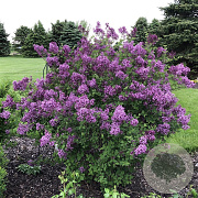 Syringa 'SMSJBP7' 100-125 cm met kluit struik