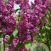 Syringa v. Ludwig Spaeth 125-150 cm met kluit struik