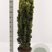 Taxus b. 'Fastigiata Aurea' 175-200 cm draadkluit solitair
