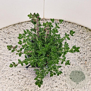 Teucrium lucidrys 20-25 cm C1.5