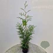 Thuja occ. 'Brabant' 80-100 cm 3,0L
