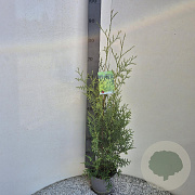 Thuja occ. 'Brabant' 80-100 cm 3,0L