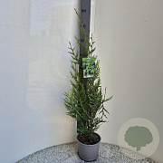 Thuja pl. 'Atrovirens' 80-100 cm 3,0L