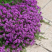 Thymus praecox 'Purple Beauty' GM P9 BIO