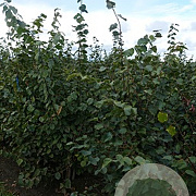 Tilia cordata 150-175 cm draadkluit meerstammig 80-100 breed