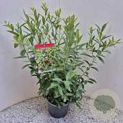 Vaccinium 'Pink Lemonade' 40-50 cm 3,0L