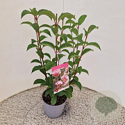 Viburnum bodn. 'Dawn' 50-60 cm 3,0L