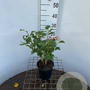 Viburnum opulus 'Compactum' 30-40 cm 3,0L
